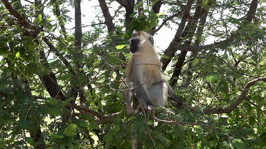 【4K超清风景视频】【非洲坦桑尼亚 塔兰吉雷国家公园 野性的呼唤】【WEBM/906M/7分钟/城通/夸克】