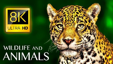 8K HDR超高清野生动物纪录片下载