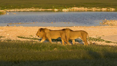 【4K超清风景视频】【非洲 纳米比亚 埃托沙国家公园】【MP4/711M/5分钟】