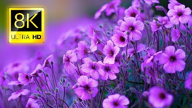 【8K超清测试视频】【8K ULTRA HD超高清画质享受 那些美丽的花儿】【MKV/3G/22分钟】