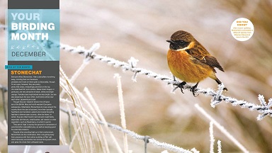【英文杂志-兴趣类】【《Bird Watching（观鸟）》知名自然杂志】【PDF】