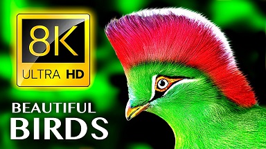 【8K超清动物视频】【鸟类特写大集合 个头稍微大点儿的！】【WEBM/8.1G/45分钟/夸克】