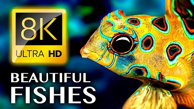 【8K超清动物视频】【大海中千奇百怪的鱼，来探寻海底生物的世界吧！】【WEBM/9.5G/1小时34分钟/夸克】
